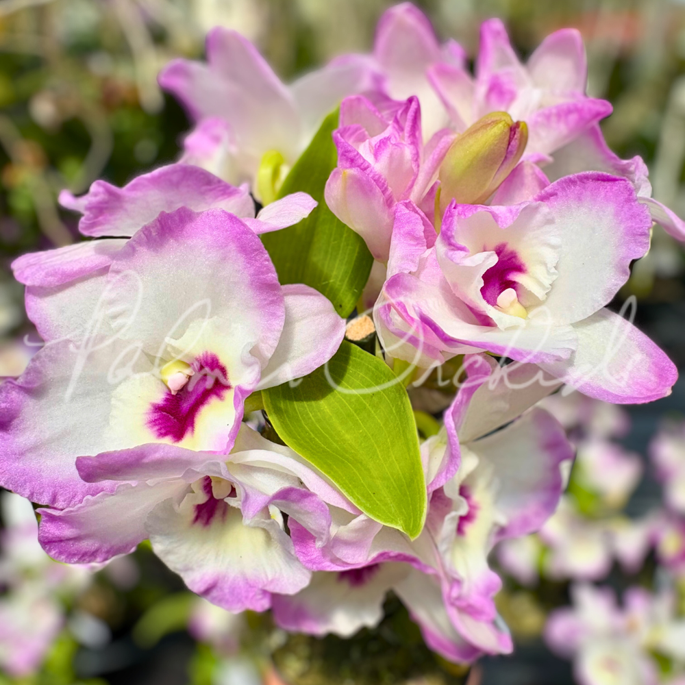 Den. My Sweet 'Wink' — Palmer Orchids